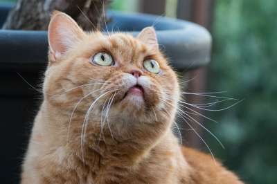 宿醉 英国短毛猫 猫 猫眼 英国 猫脸 短发 眼睛