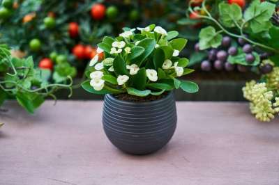 草本植物 花瓶 氧气 叶绿素 光合作用 植物 宏观 居住 颜色
