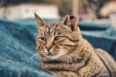 猫咪 梅莱 动物 小猫 动物医院 头 国内的 肖像 毛茸茸