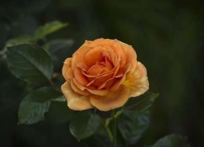 高清壁纸 玫瑰 花瓣 橙色的 青铜 盛开 装饰 叶子 花的 花