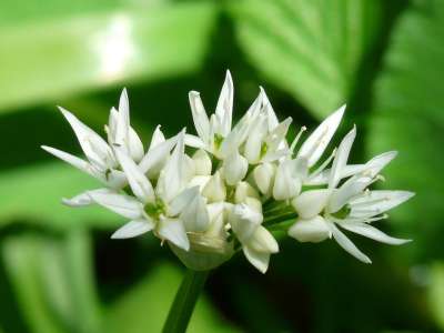 野蒜 开花 植物 白色的 大葱 葱属 森林植物 盛开 春天