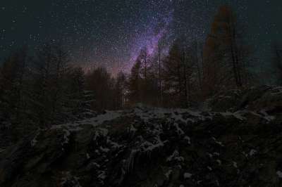 全景 树 自然 夜晚 冬天 夜晚的天空 夜空 明星 树木 雪