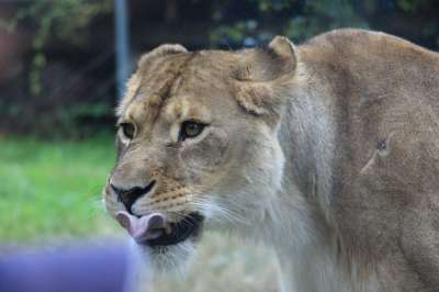 狮子 猫科动物 捕食者 野生动物 动物 食肉动物 荒野