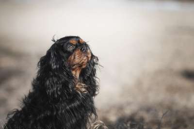 狗 西班牙猎犬 动物 宠物 小狗 可爱的 可卡犬 犬类