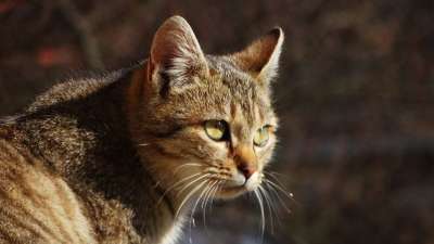 猫 猫科动物 脸 基蒂 动物 国内的 虎斑猫 灰色虎斑 猫的眼睛