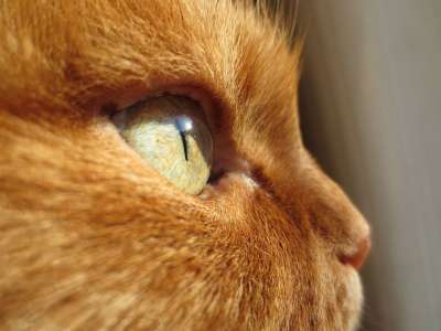 猫 眼睛 生姜 动物 国内的 猫科动物 基蒂 毛皮 宠物