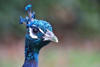 孔雀 Gallinacées 鸟 宠物 公园 公共花园 颜色 蓝色