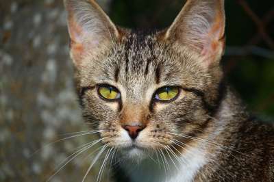 猫 小猫 虎猫 鲭鱼 家猫 猫眼 猫脸 大花猫