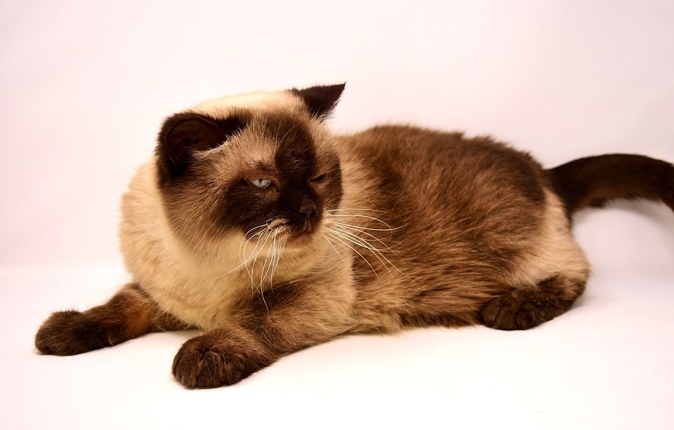 英国短毛猫, 猫, 家畜, 英国, 短发, 家猫, 纯种, 野生动物, 品种猫