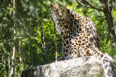 豹 大猫 动物园 哺乳动物 石头