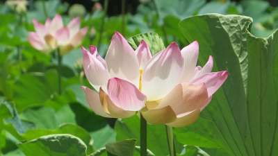 自然 花 毛里求斯 植物 花的 春天 夏天 开花 有天赋的人