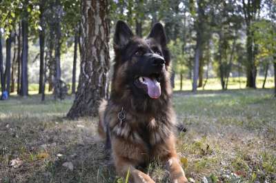 狗 Zvierata 德国牧羊犬