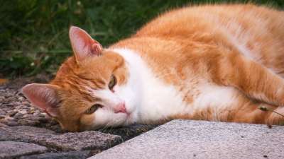 猫 宿醉 放松 周到 安静的 说谎 睡觉 红发女郎