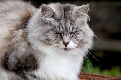 猫 猫科动物 哺乳动物 颜色灰色和白色的 安哥拉聊天 可爱 毛皮