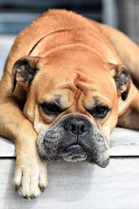 狗 动物 大陆的斗牛犬 家畜 动物肖像 睡觉 四足 棕色的