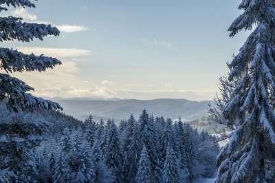 自然 景观 山 坡 首脑 峰 雪 森林 松树 树木 天空