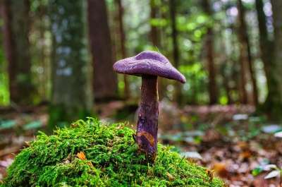 蘑菇 毒菌 真菌学 苔藓 森林 荒野 自然 紫色面纱 紫丁香