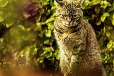 猫 宠物 动物 虎斑猫 猫科动物 哺乳动物 国内的猫 肖像