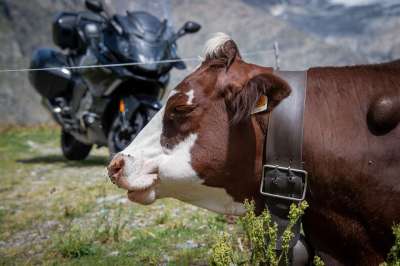 景观 山地景观 法国阿尔卑斯山 摩托车 旅游 奶牛 牛铃