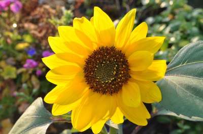 植物 性质 花 叶子 花园 夏天 向日葵 家庭花园