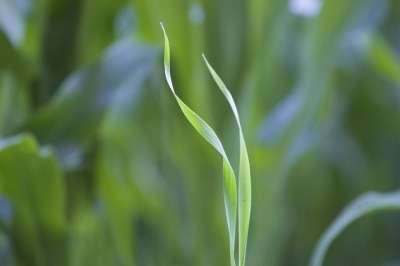 小草 草 绿色