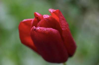 郁金香 红色的 雨滴 花 开花 花园花 宏 花园 植物