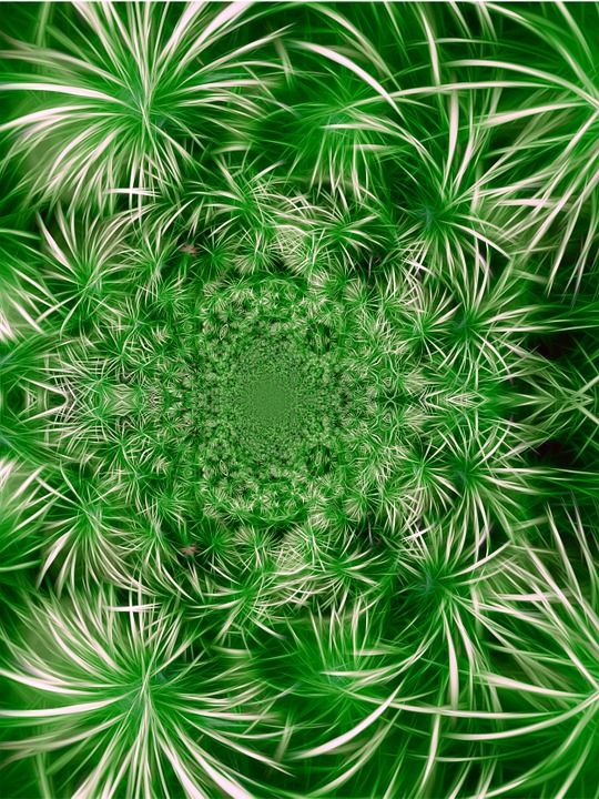 植物群 卷须 分形 开花 花 抽象的 绿色 节日 花丝 花饰