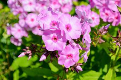 花 植物 性质 花园 夏天 Floksy 家庭花园