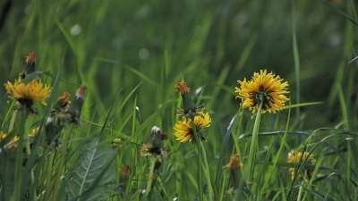 绿色 蒲公英草地上 春天 草 野生植物 新鲜 在阴影里 外部