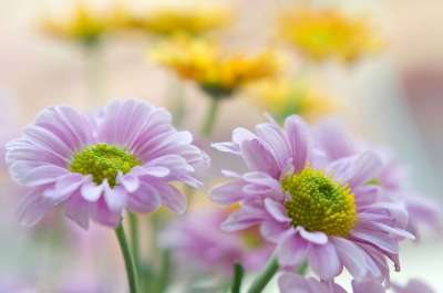 Chrysantéma 花 盛开 漂亮的 浪漫的 花的 美丽 花朵