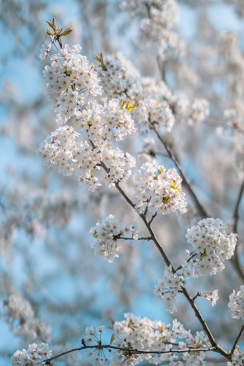 苹果花 树花 盛开 春天 枝杈 开花 花朵 季节性 自然