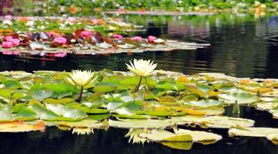 睡莲 簇簇 水生植物 开花 池塘 自然 盛开 花 花园池塘