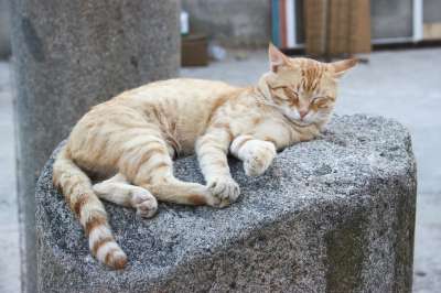 猫 睡着了 睡眠 柱子 皮埃尔 · 浅驼色 家畜 猫科动物