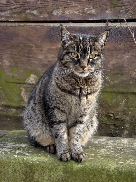 猫 家畜 动物 可爱的猫咪