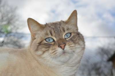 猫 猫Nala 猫科动物 蓝色的眼睛 蓝眼睛 家畜 哺乳动物 可爱