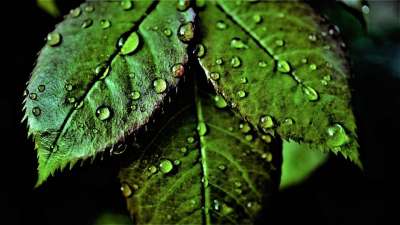 树叶 绿色 叶绿素 阴雨天气 天气 雨 自然 景观 水 湿的