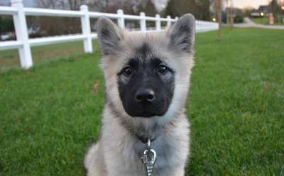 狗 年轻的狗 Eurasier 犬类 动物 小狗 可爱 肖像
