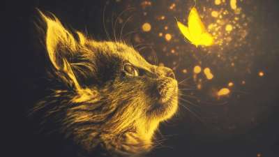 猫 蝴蝶 辉光 黄色 棕色蝴蝶
