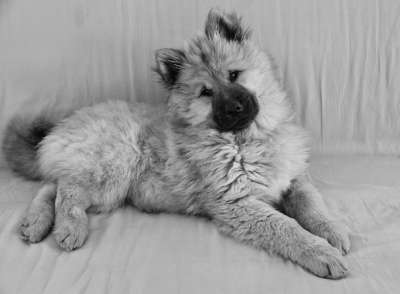 狗 年轻的狗 黑白照片 小狗 狗Eurasier