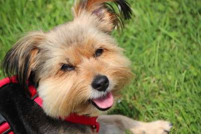狗 约克夏犬 小狗 哈巴狗 家畜 可爱的 微笑着狗狗 梗犬
