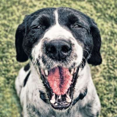 狗 快乐的 脸 快乐的狗 动物 宠物 可爱的 犬类 微笑