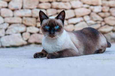 猫 动物 暹罗猫 猫科动物 宠物 户外