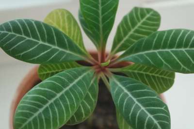 室内植物 植物 室内的 在锅里 家庭植物 室内花卉 绿色 花卉