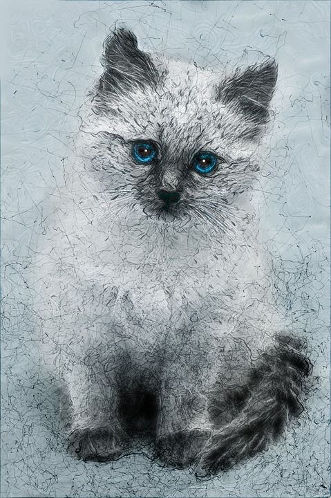小猫 画画 图形艺术 艺术 可爱 猫 有趣的 电脑图像 毛茸茸
