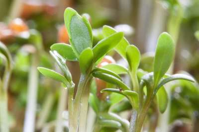 水芹 幼苗 植物 新鲜细菌 胚植物 子叶 发芽段 神经根 绿色