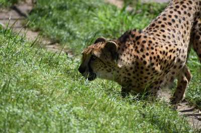 猎豹 动物 动物园 哺乳动物 大猫 野生动物 女猎豹 野生猫