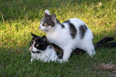 猫 两只猫 播放 草 两只猫 两只猫 两只猫 两只猫 两只猫