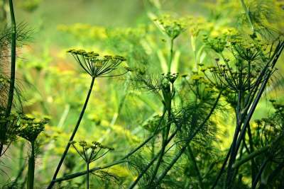 八角 花 植物 草本植物 药用 绿色医学