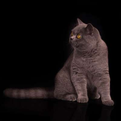猫 小猫 英国猫 灰色的 宠物 小的 年轻的猫