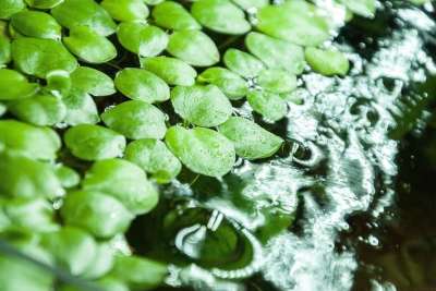 植物 叶 大自然 Frogbit